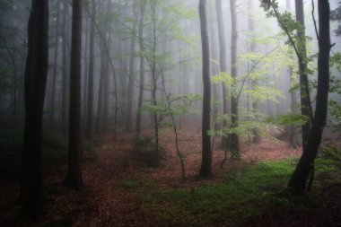 Kutsal Haç Dağları 'ndaki ormanda yağmurlu bir gün