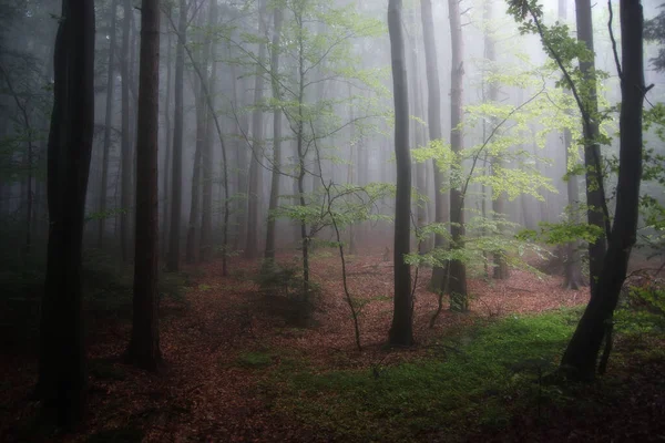 Regnig Dag Skogen Heliga Korset Bergen — Stockfoto