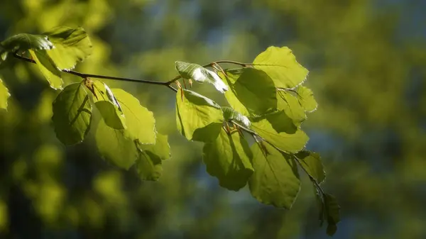 Gałąź Bukowa Świeżymi Podświetlanymi Liśćmi Kolorowym Puszystym Tle Wiosennym Arboretum — Zdjęcie stockowe