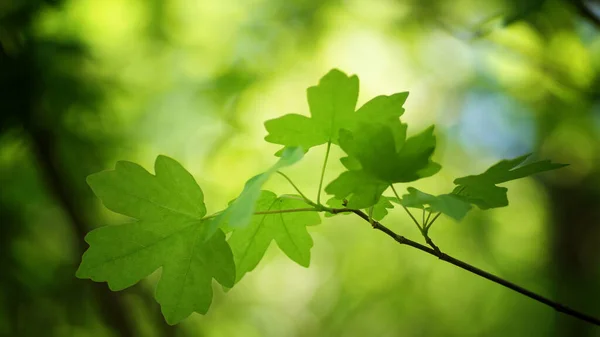 Ramo Com Folhas Frescas Fundo Iluminado Difuso Arboreto Primavera — Fotografia de Stock