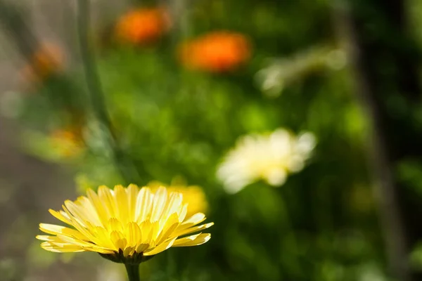 Close Uma Flor Amarela Jardim Verão Fundo Difuso — Fotografia de Stock