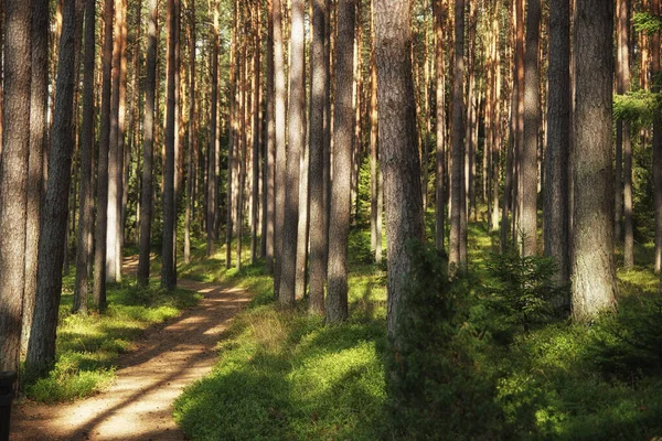 Walking Path Summer Green Forest Lights Shadows — Stock Photo, Image