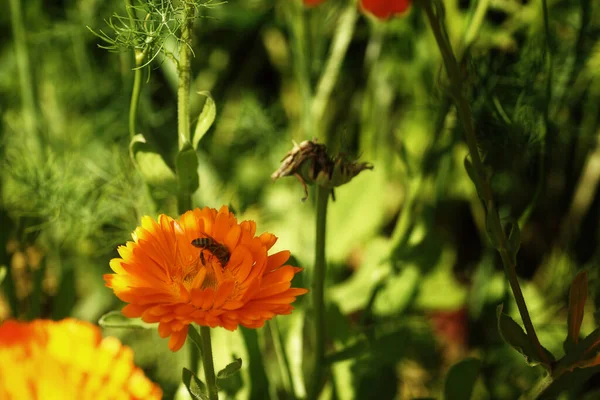 Abelha Trabalho Uma Flor Laranja Close Ups Flores Jardim Verão — Fotografia de Stock