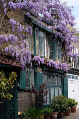 Wisteria 'nın güzel mor çiçekleri tipik Londra sokaklarında