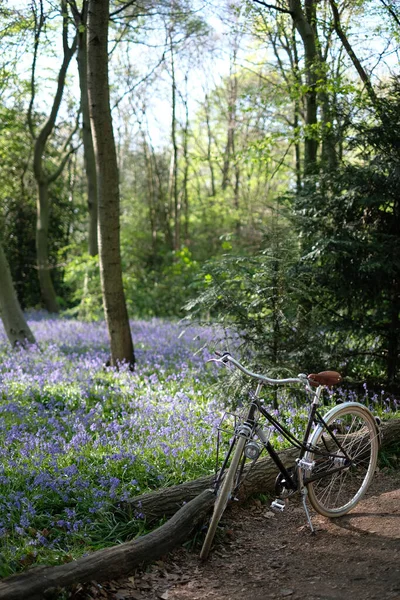 Radeln Den Wäldern Während Der Englischen Blauglockenblütensaison — Stockfoto
