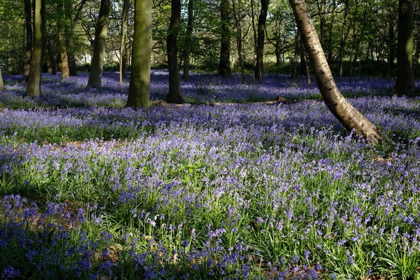 Prachtige Weide Tijdens Bluebells Seson Het Verenigd Koninkrijk — Stockfoto