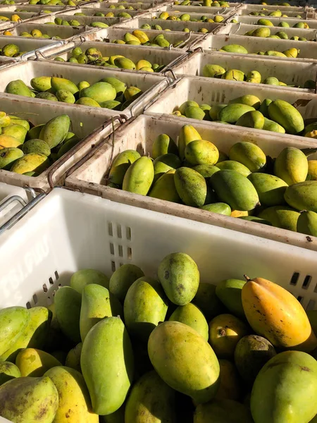 Reife Mangos Kisten Bereit Für Den Versand Vom Hof lizenzfreie Stockfotos