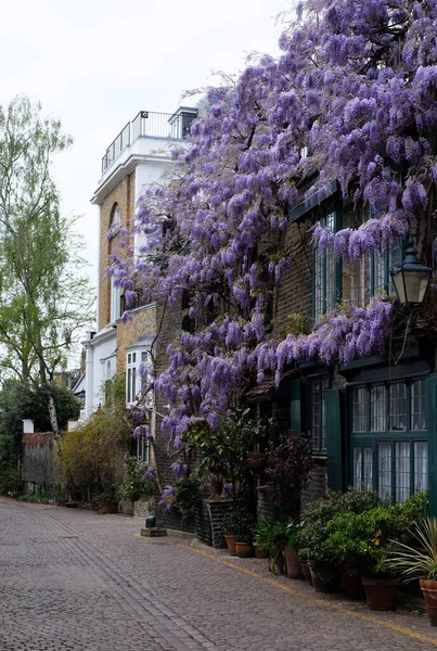 Schöne Lila Blumen Der Wisteria London lizenzfreie Stockfotos