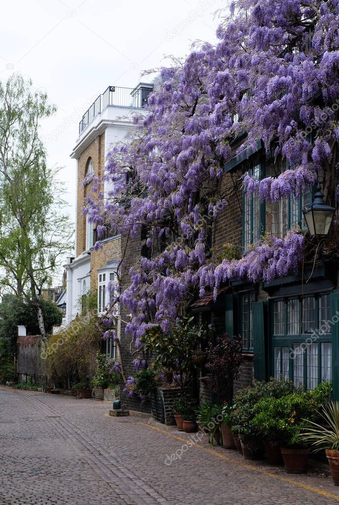 Beautiful purple flowers of Wisteria in London