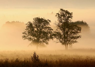 Yoğun siste bir ormana karşı iki ağaç.
