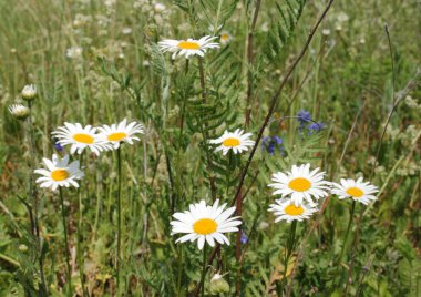Papatyalar yeşil çimlerin arasında yetişir mavi çiçeklerin arka planında