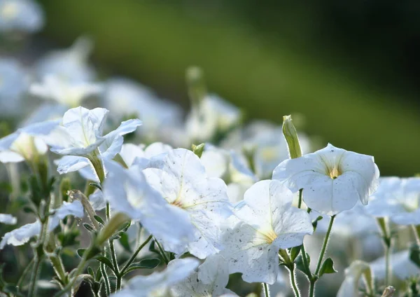 Délicates Fleurs Blanches Bluebells Brillent Soleil Sur Fond Herbe Verte — Photo