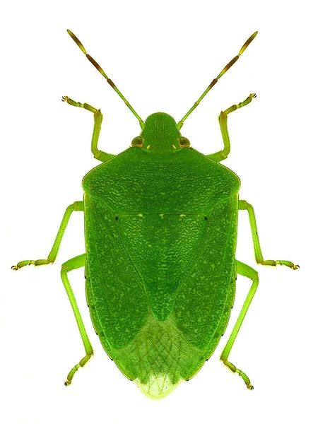 Verdinho Sul Fedor Nezara Viridula — Fotografia de Stock