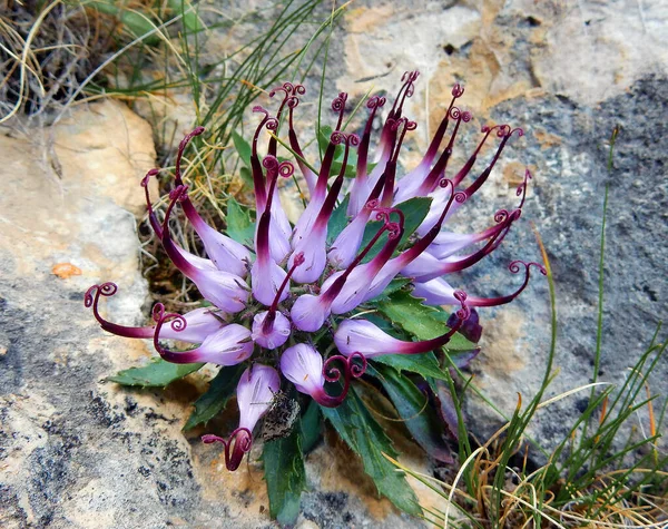 Physoplexis comosa (Şeytan Pençesi), nadir bir alp çiçeği.