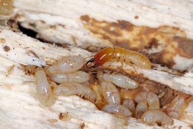 Akdeniz ülkelerinde ciddi bir baş belası olan sarı boyunlu kuru tahta termit (Kalotermes flavicollis)