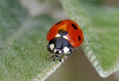 Yedi noktalı uğur kuşu, Coccinella septempunctata