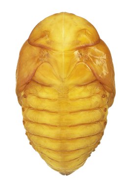 Protaetia cinsi çiçek böceği yavrusu, sırt manzarası (Coleoptera, Scarabaeidae, Cetoniinae)