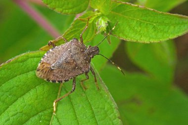 Worldwide pest brown marmorated stink bug Halyomorpha halys (adult) clipart