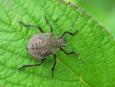 Dünya çapında haşere kahverengi marmorated koku böceği Halyomorpha halys (nymph / young specimen)