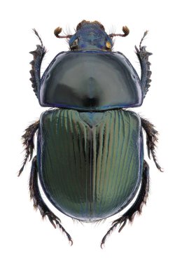 Jeotrupes stercorarius, Avrupa dışkısı böceği.
