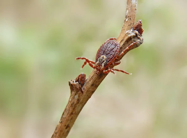 Tick Belonging Genus Dermacentor Waiting Host — Stock Photo, Image