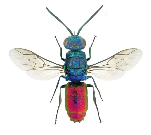 Chrysis Ignita Uma Espécie Vespa Gênero Chrysis Pertencente Família Chrysidae — Fotografia de Stock