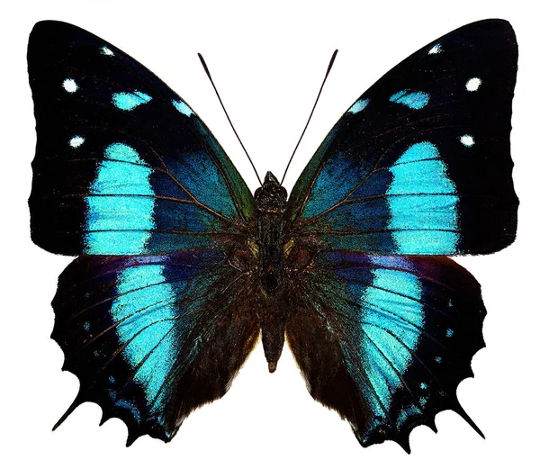 Motyl Południowoamerykański Baeotus Aeilus Izolowany Białym Tle — Zdjęcie stockowe