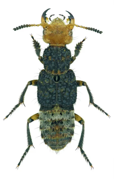 Dinothenarus Flavocephalus Uma Espécie Escaravelho Família Staphylinidae — Fotografia de Stock