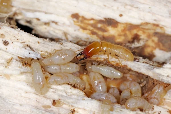 Termitas Madera Seca Cuello Amarillo Kalotermes Flavicollis Una Plaga Grave —  Fotos de Stock