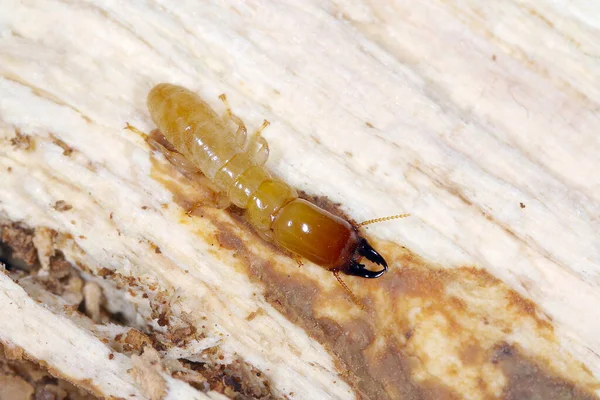 Soldado Termitas Madera Seca Cuello Amarillo Kalotermes Flavicollis Una Plaga —  Fotos de Stock