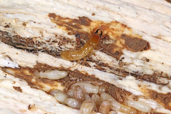 Akdeniz ülkelerinde ciddi bir baş belası olan sarı boyunlu kuru tahta termit (Kalotermes flavicollis)