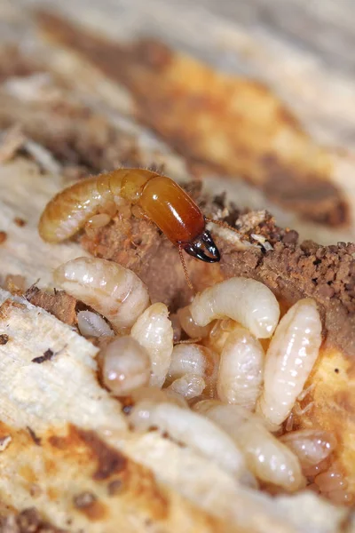 Termitas Madera Seca Cuello Amarillo Kalotermes Flavicollis Una Plaga Grave —  Fotos de Stock