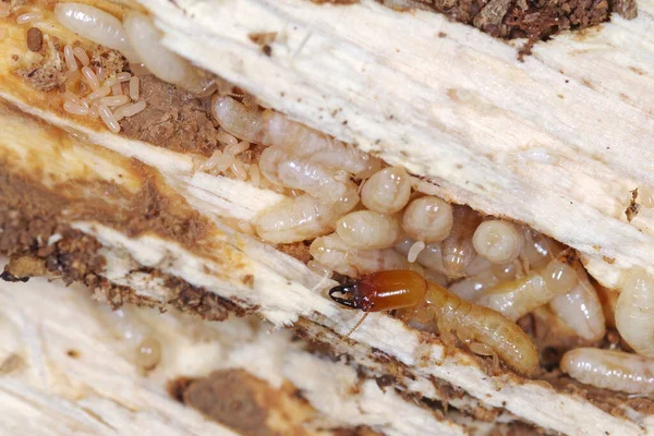 Akdeniz ülkelerinde ciddi bir baş belası olan sarı boyunlu kuru tahta termit (Kalotermes flavicollis)