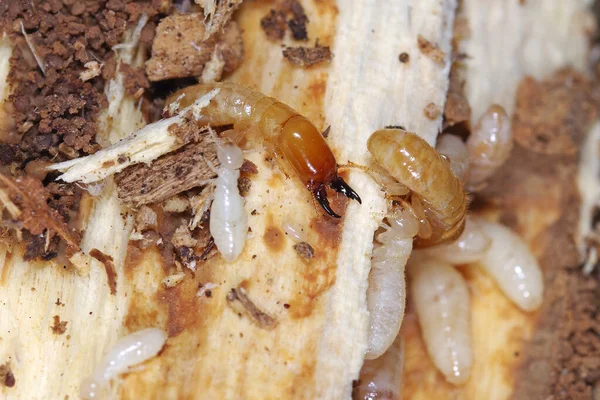 Akdeniz ülkelerinde ciddi bir baş belası olan sarı boyunlu kuru tahta termit (Kalotermes flavicollis)