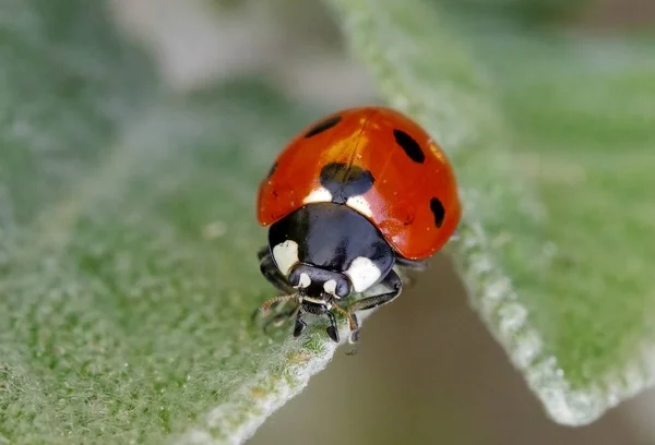 Yedi noktalı uğur kuşu, Coccinella septempunctata