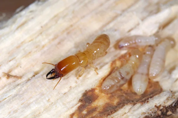 Termitas Madera Seca Cuello Amarillo Kalotermes Flavicollis Una Plaga Grave —  Fotos de Stock