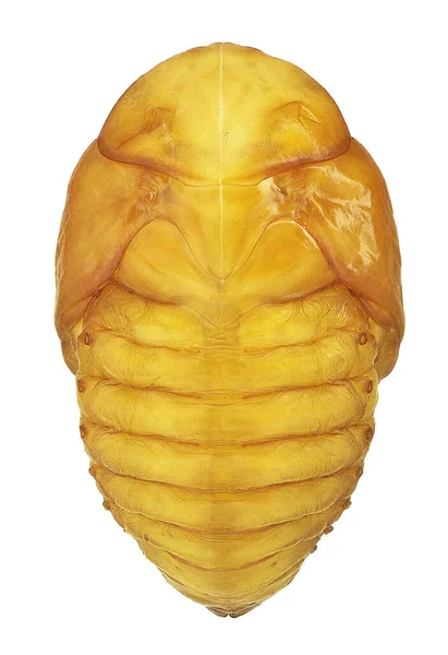 Protaetia cinsi çiçek böceği yavrusu, sırt manzarası (Coleoptera, Scarabaeidae, Cetoniinae)