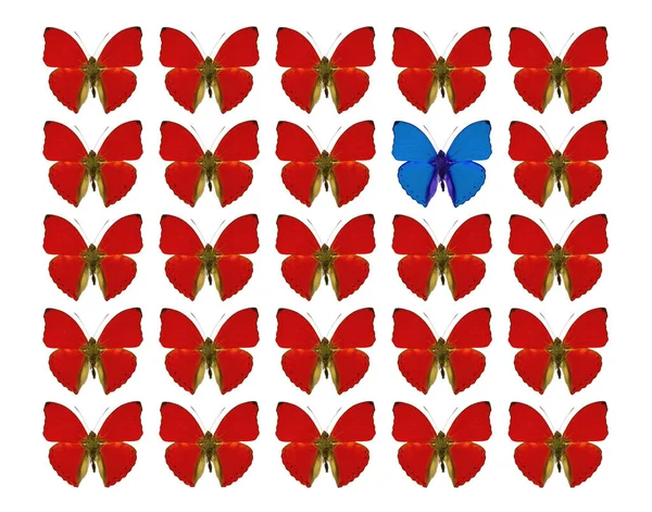 Fjärilar Visar Begreppet Skillnad Individualitet Folkmassa Sticker Frihet Individualitet — Stockfoto