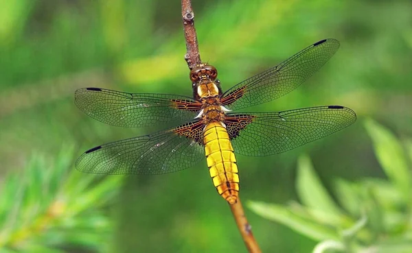 Libellula depressa (geniş gövdeli kovalayıcı ya da geniş gövdeli dart) yaygın bir yusufçuk sineği.
