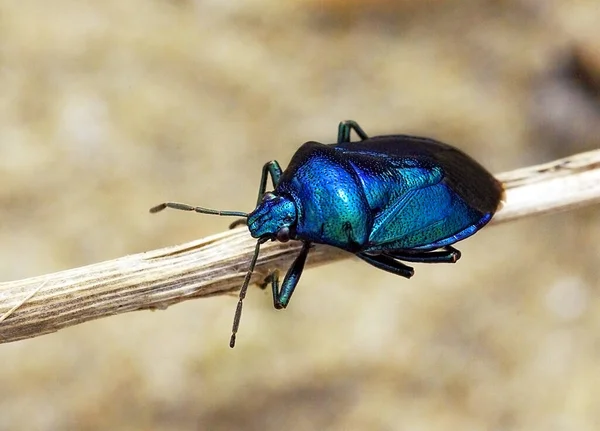 Zicrona Caerulea Avrupalı Yırtıcı Bir Kalkan Böceği — Stok fotoğraf