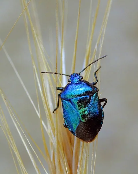 Zicrona Caerulea Predatory Shield Bug Europe — Stock Photo, Image