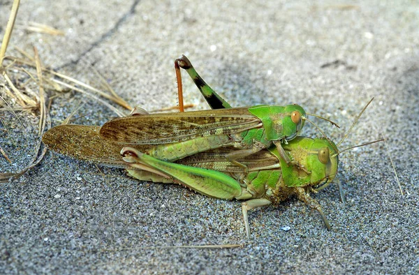 Carruba Del Deserto Schistocerca Gregaria Accoppiamento — Foto Stock