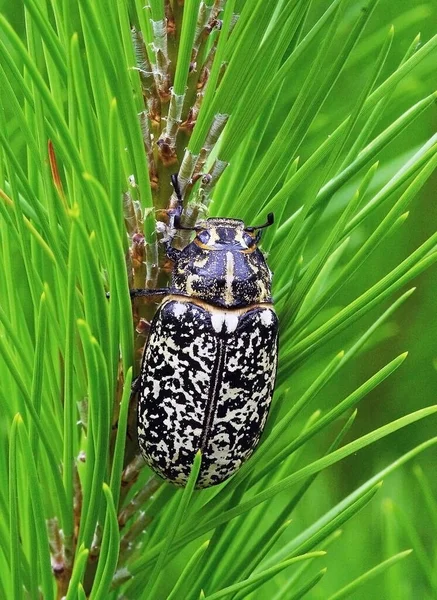 Polyphylla fullo, çam iğneleriyle beslenen dişi örnek.