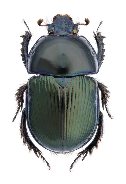 Jeotrupes stercorarius, Avrupa dışkısı böceği.