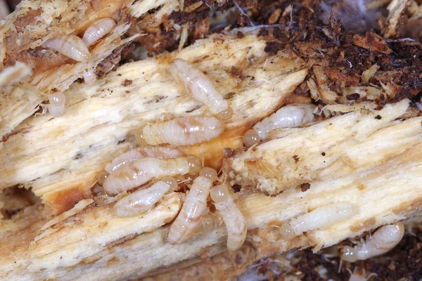 헤드마른 흰개미 일개미 지중해 국가들의 로열티 프리 스톡 사진