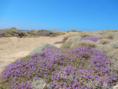 Girit sahilindeki doğal kum tepeleri, Akdeniz kekiğinin çiçekli çalıları (Thymbra capitata)