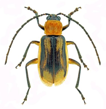 Batılı mısır solucanı (Diabrotica virgifera), istilacı bir mısır böceği.