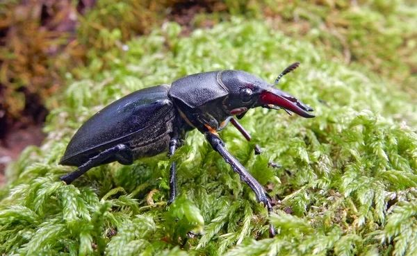 Male specimen of the stag beetle Lucanus ibericus, photographed in Lagodekhi, Georgian caucasus