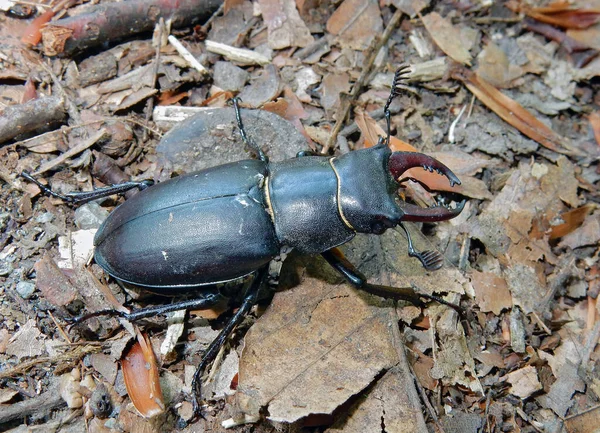 Gürcü erkek böcek Lucanus ibericus 'un Gürcü Kafkasya, Lagodekhi' de fotoğrafı çekildi.