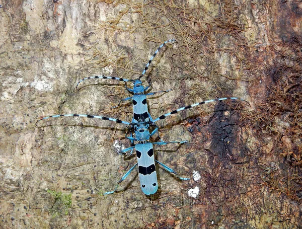 高山长角甲虫 Rosalia Alpina 受保护的欧洲甲虫 — 图库照片